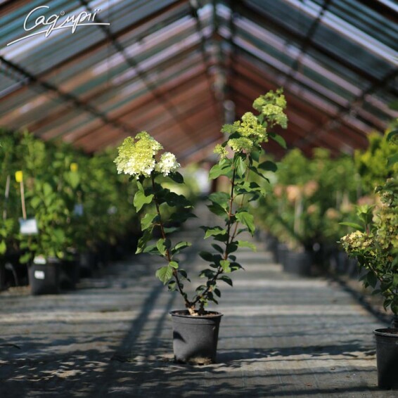 Гортензія волотиста 'Vanille Fraise' ® - 7