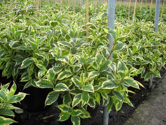 Вейгела 'Nana Variegata', C7 80-100 - 3