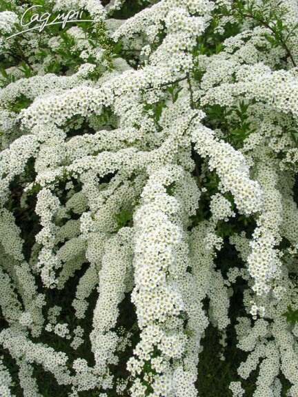 Спирея пепельная 'Grefsheim' #4, C2 30-40 - 2