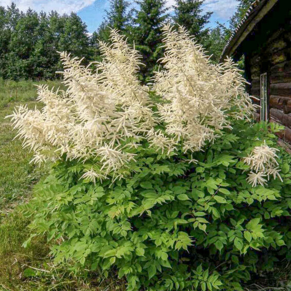 Волжанка китайская ‘Zweiweltenkind’ - 1