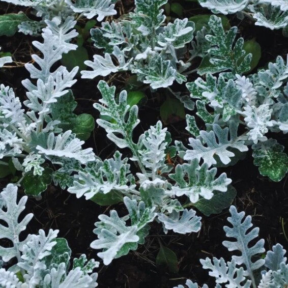 Цинерарія приморська - 4