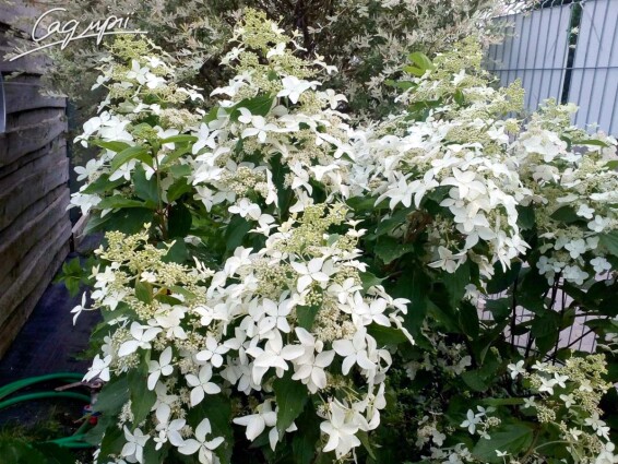 Гортензия метельчатая 'Magical Starlight'® - 3