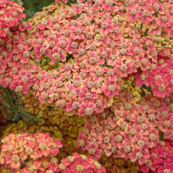 Тысячелистник гибридный 'Pretty Woman' #1, ГК - - 3