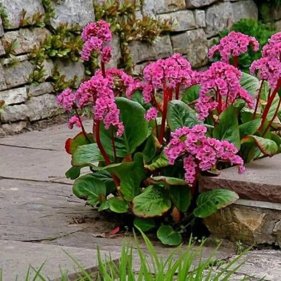 Бадан сердцелистный 'Winterglut' - 10