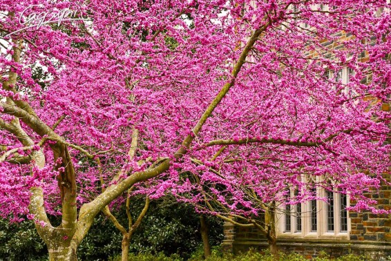 Церцис канадский #3, WRB - 200-250 - - 1