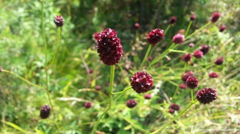 Кровохлібка - гарне рішення для садів природного стилю