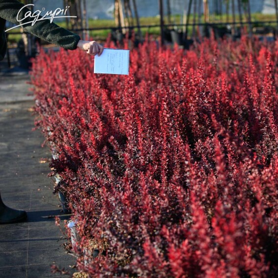 Барбарис Тунберга 'Red Rocket' #1, p9 20-30 - 6