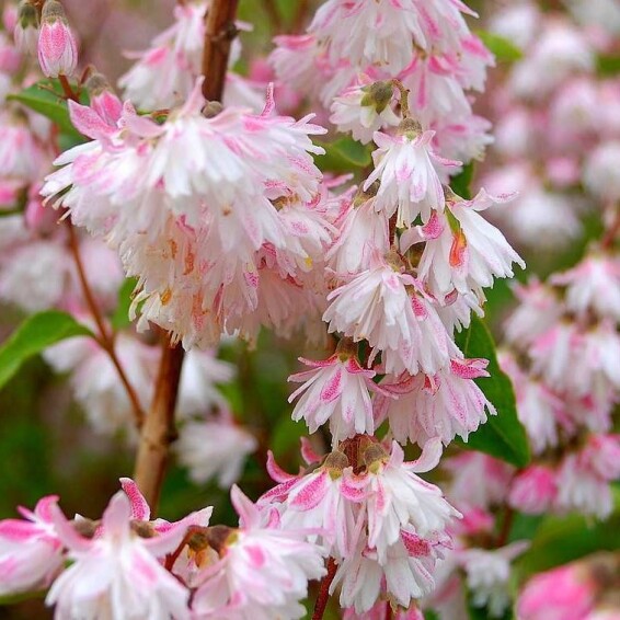 Дейция шершавая 'Codsall Pink' - 3
