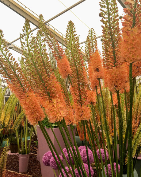 Эремурус 'Cleopatra' - 3