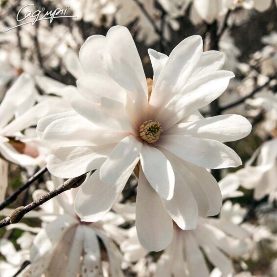 Магнолия 'Rosea' - 4