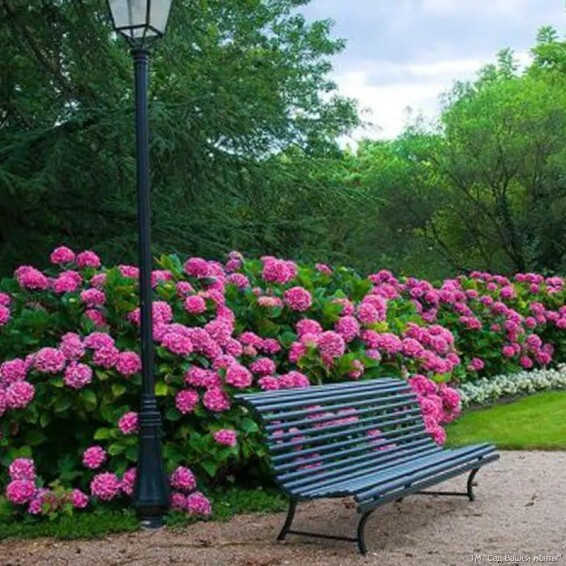 Гортензия крупнолистная 'Bouquet Rose' - 2