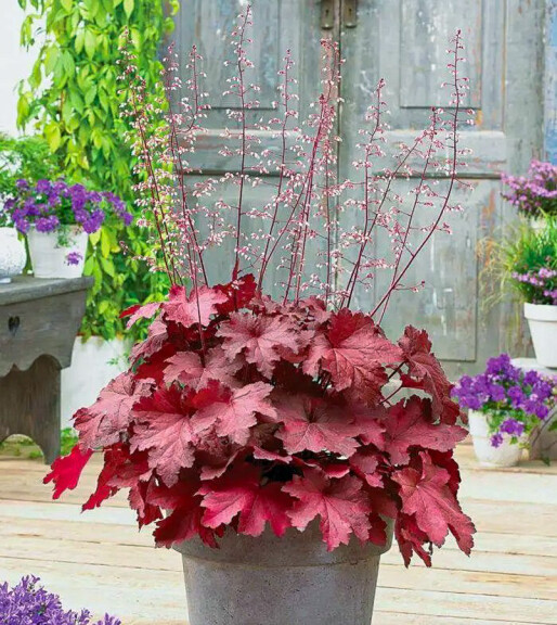 Гейхера 'Cajun Fire' - 1