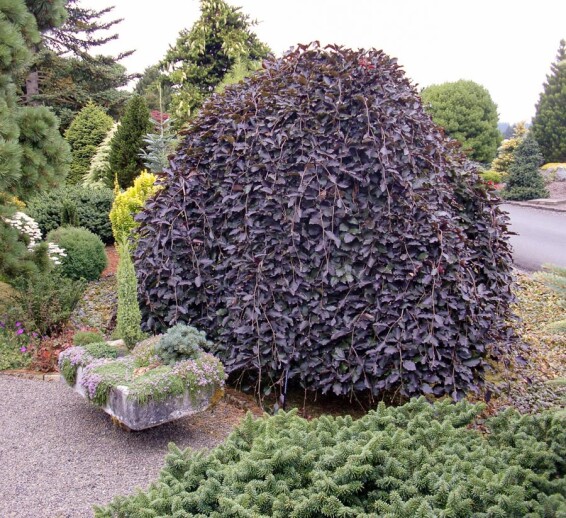 Бук лесной 'Purpurea Pendula' - 1