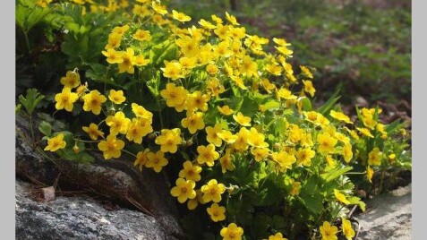 Вальдштейния тройчатая