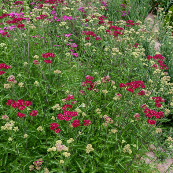 Тысячелистник гибридный 'Cassis' #1, ГК - - 4