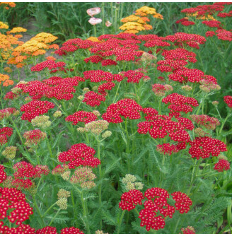 Тысячелистник гибридный 'Laura'