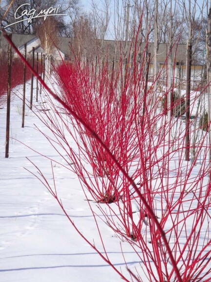 Свидина белая 'Sibirica' солитер - 2