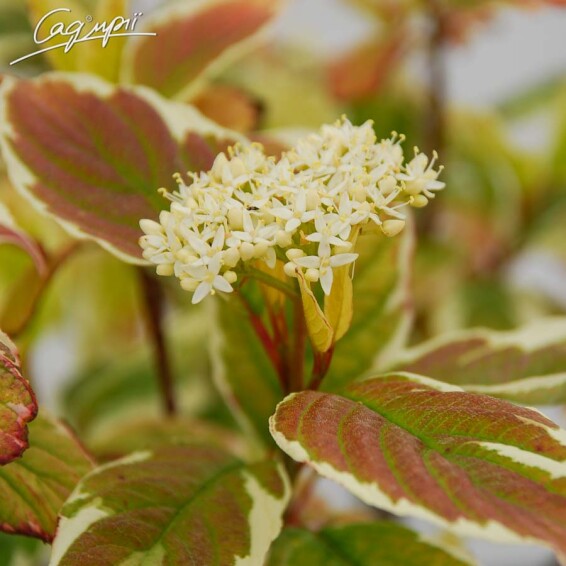 Свидина белая 'Sibirica Variegata' - 6