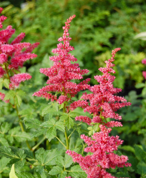 Астільба гібридна ‘Younique Carmine®’ (PBR) - 5