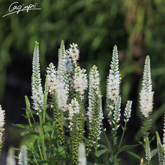 Вероника длиннолистная 'White', C1.5 - - 3