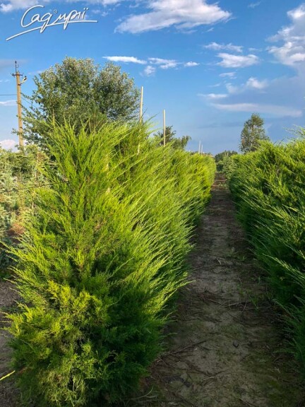Ялівець середній 'Mint Julep' #1, C3 40-50 - 2