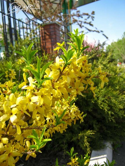 Форзиция средняя 'Spectabilis' - 2