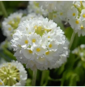 Первоцвіт мілкозубчатий 'Alba'