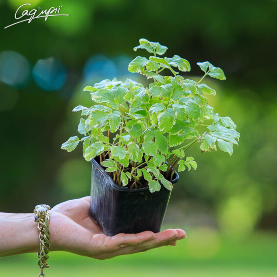 Сныть обыкновенная 'Variegata', C2 - - 6