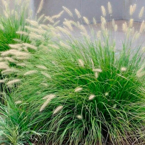 Перистощетинник лисохвостный 'Little Bunny' #1, С1.5 - - 4