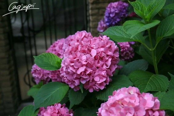 Гортензия крупнолистная 'Bouquet Rose' #1, Р9 - - 3