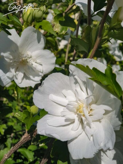 Гібіскус сірійський 'White Chiffon' #3, p9 40-60 - 2