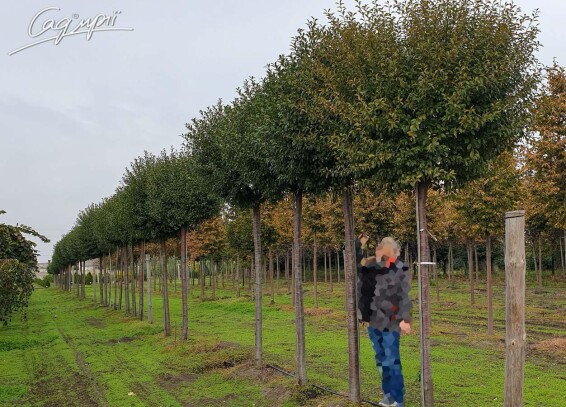 Вишня кулевидна 'Umbraculifera' #2, С110 20--25 300-350 St. 220-230 - 2