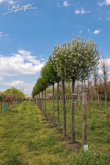 Вишня кулевидна 'Umbraculifera' #2, С110 20--25 300-350 St. 220-230 - 12