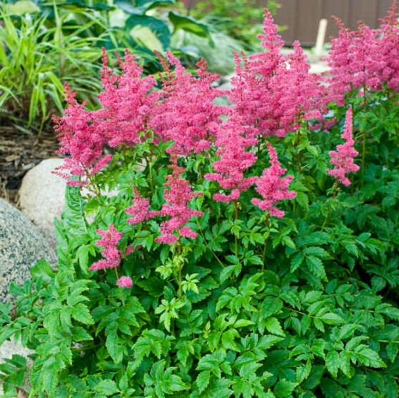 Астільба гібридна ‘Younique Carmine®’ (PBR) - 3