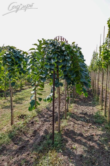Вяз шершавый 'Pendula' - 5