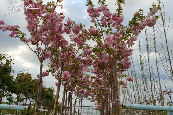 Сакура мелкопильчатая 'Pink Perfection' #2, C32 10--12 300-350 St. 1/2 - 3