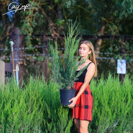 Ялівець китайський 'Spearmint' - 1