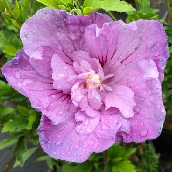 Гибискус сирийский 'Lavander Chiffon' - 1