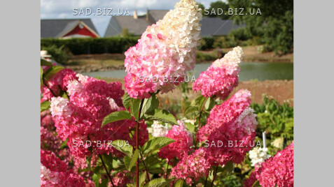 Гортензія волотиста 'Fraise Melba®'