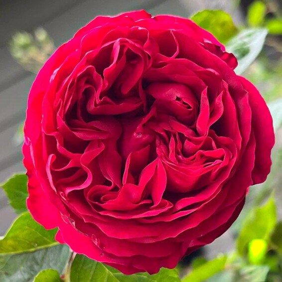 Троянда англійська паркова 'Red Eden' - 5