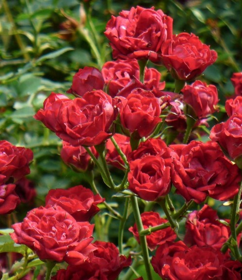 Троянда грунтопокривна 'Red Cascade' - 5