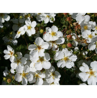 Лапчатка кустарниковая 'Manchu'