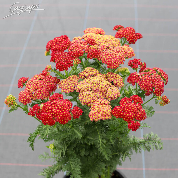 Тысячелистник гибридный 'Tutti-Frutti Pomegranate', p9 - - 4