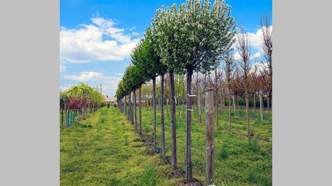 Вишня куляста "Umbraculifera"