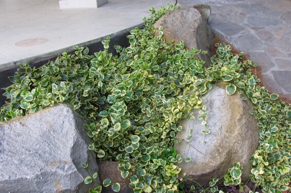 Бересклет Форчуна 'Emerald Gaiety' #3, p9 15-20 - 7