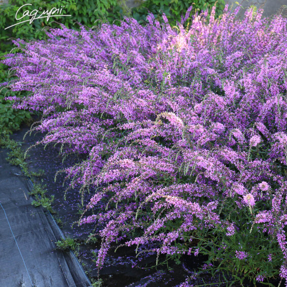 Дербенник прутовидный 'Dropmore Purple' - 1