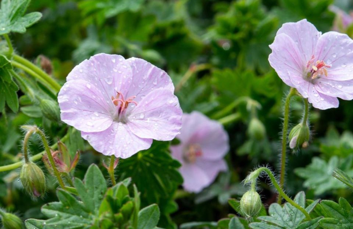Герань 'Striatum' - чудова багаторічна квітка для Вашого саду