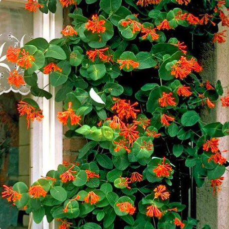 Жимолость Брауна 'Dropmore Scarlet' - 1