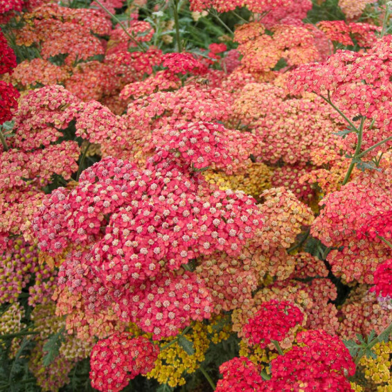 Тысячелистник гибридный 'Pretty Woman' - 3