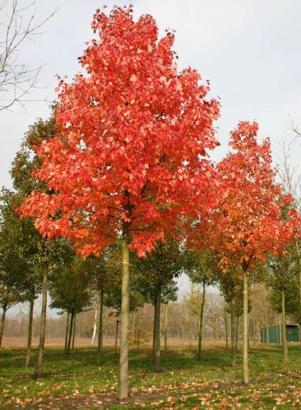 Клен красный 'Summer Red' - 1